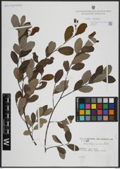 Foto von Salix atrocinerea Brot.